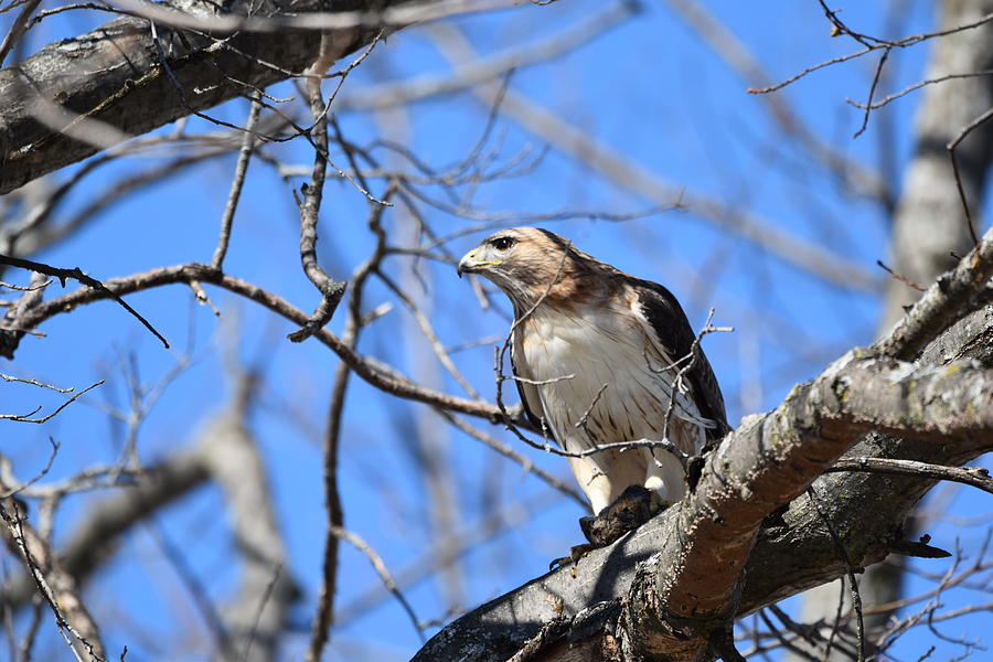 Angry Hawk Photograph by Bob Martin - Fine Art America