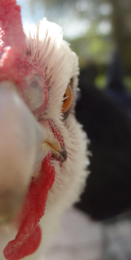 Angry Hen Photograph by Joelle Philibert