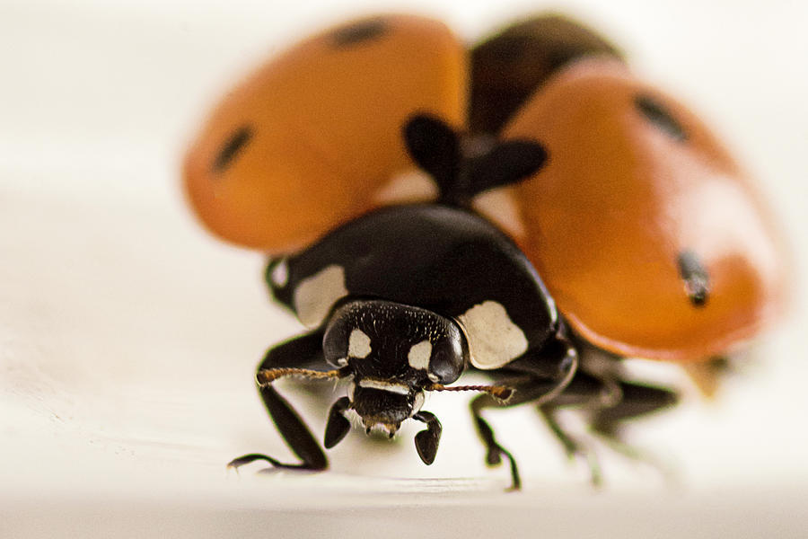 Angry Ladybug Photograph by Wolfgang Stocker