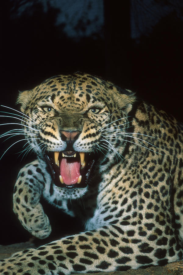 Angry Leopard Growling Photograph by Mark Kostich