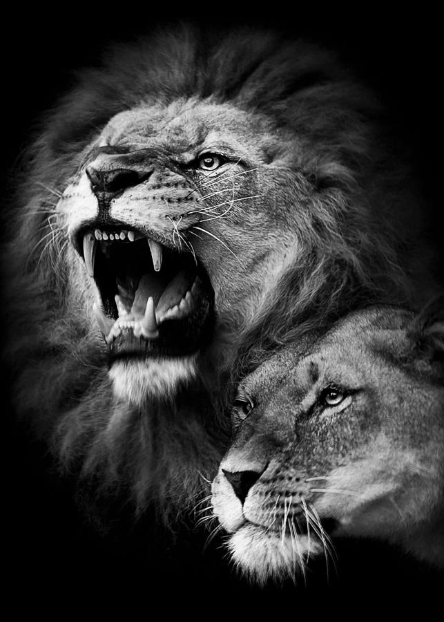 Angry Lion With Lioness Digital Art by Decor Studio - Fine Art America