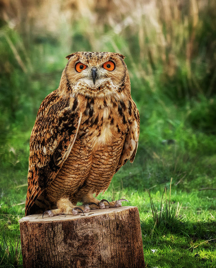 Angry look of an owl portrait - Animal photo Photograph by Stephan Grixti