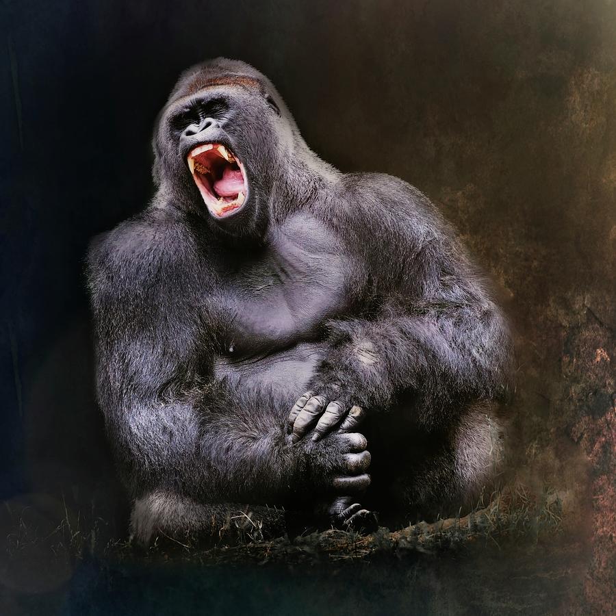 Angry Male Gorilla Photograph by Marjorie Whitley
