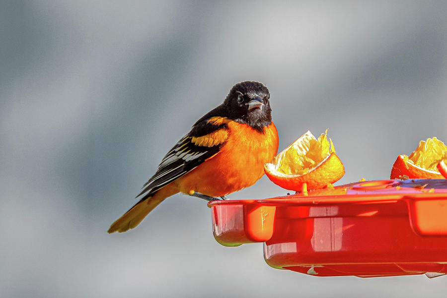 Angry Oriole Photograph by Donald Lanham - Pixels