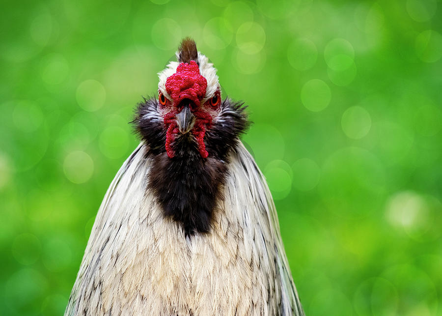 Angry Rooster Photograph by Cathy Kovarik