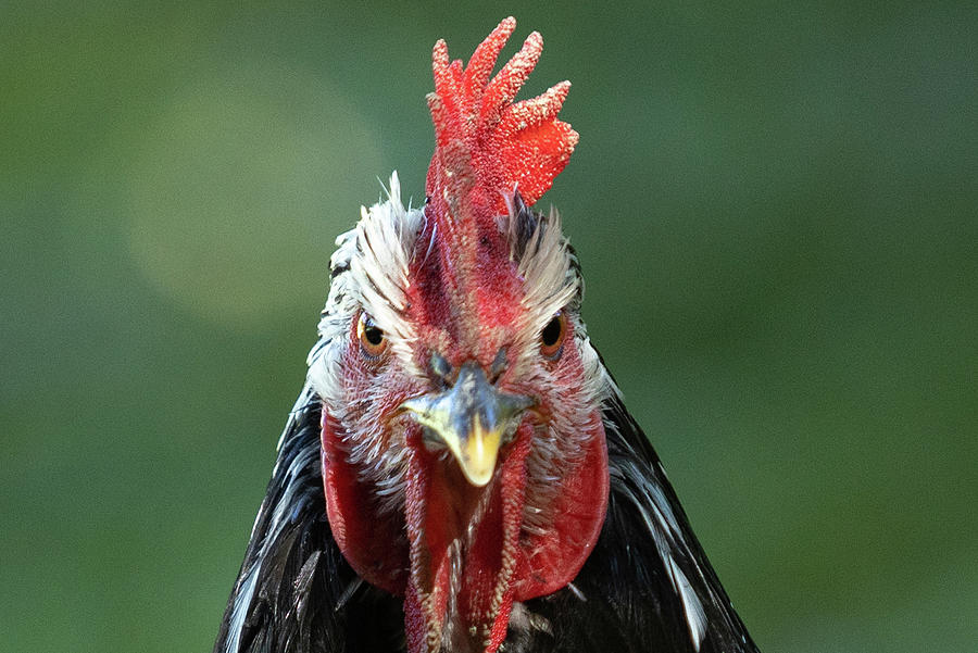 Angry Rooster Chicken Looking At You Photograph by Carol Mellema - Pixels