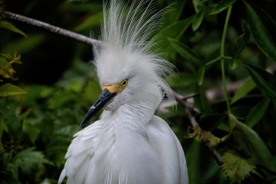 Angry Snowy Egret Photograph by Carolyn Hutchins