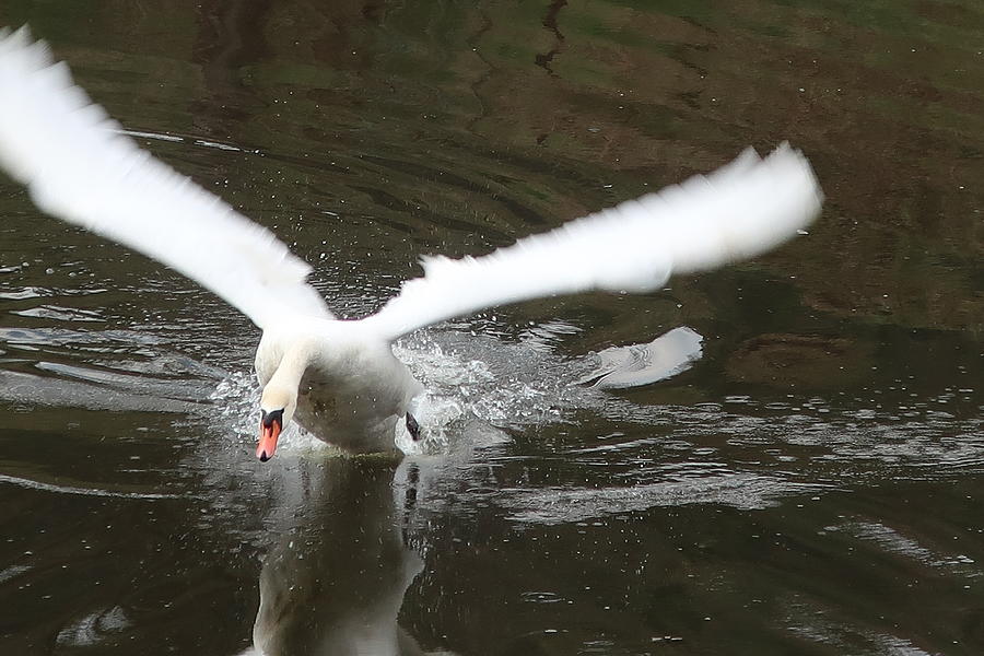 Angry Swan Photograph