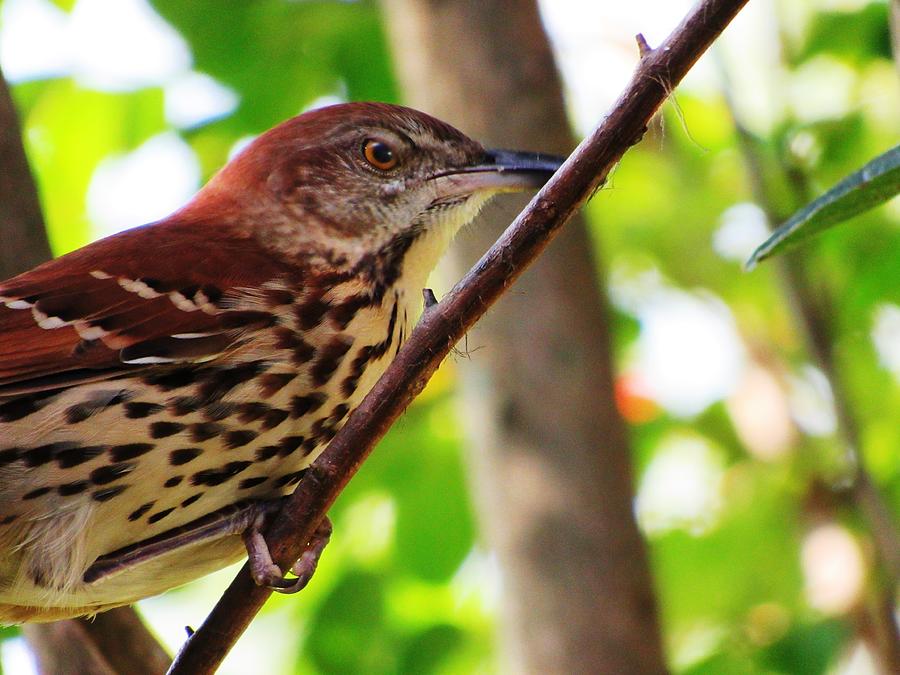 Angry Thrasher Photograph by Belinda Lee - Fine Art America