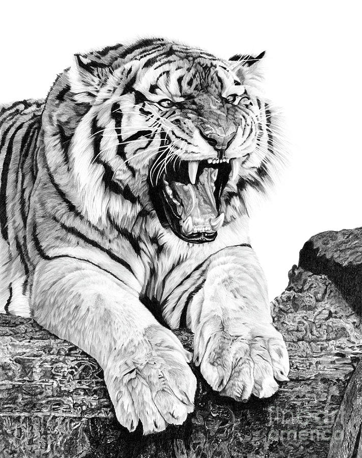 Pencil & Pen drawing of a Tiger - by Julio Lucas :: Behance