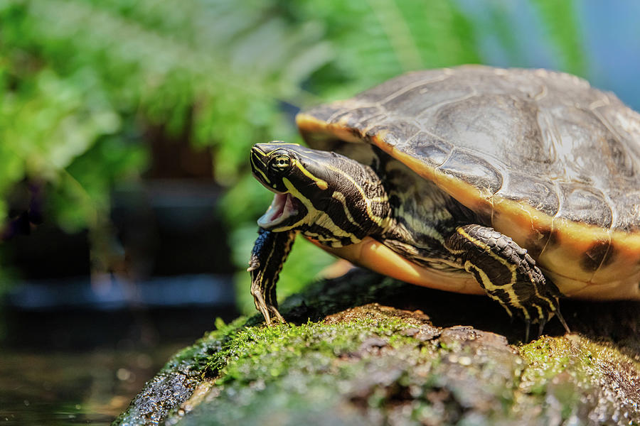 Angry Turtle Photograph By Jerry Lohman Pixels