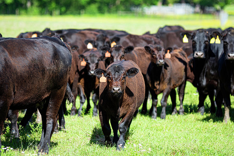 Angus calf walking towards camera surrounded by herd Photograph by ...