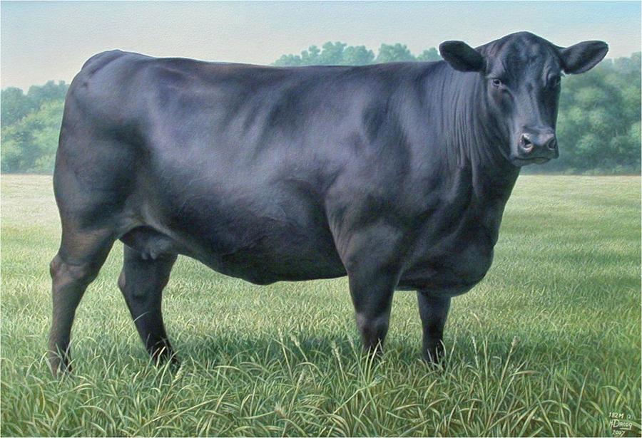Angus cow 1822B Painting by Hans Droog