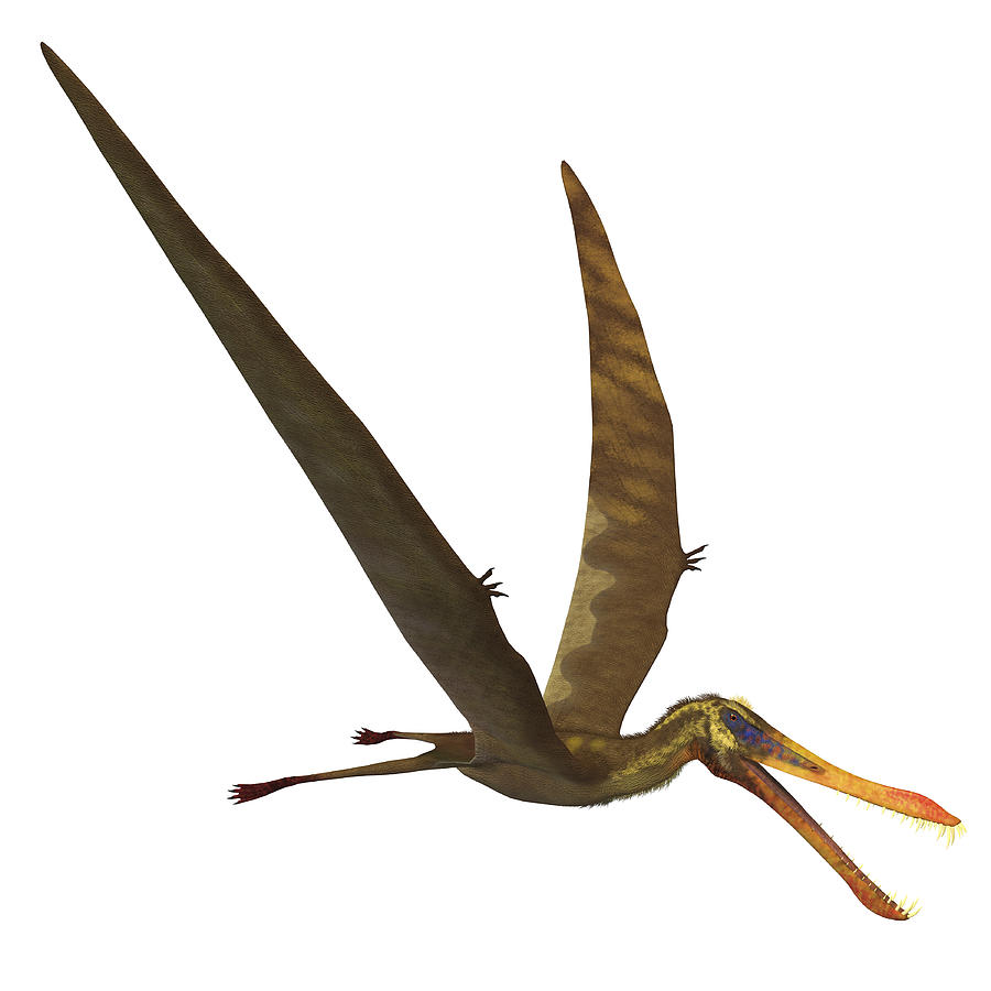 Anhanguera, a genus of Pterosaur from the Cretaceous period. Drawing by Corey Ford/Stocktrek Images
