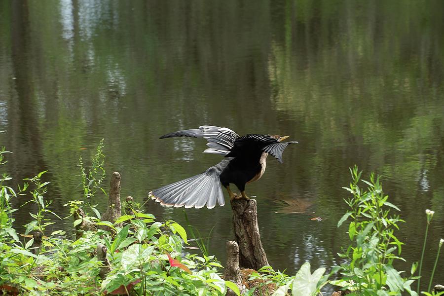 Anhinga Ready For Take Off Photograph by Margaret Anderson | Fine Art ...