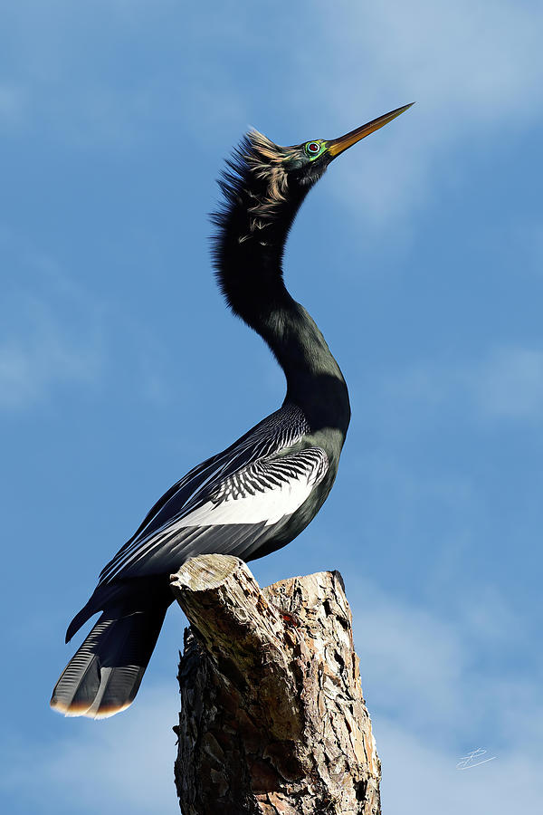 Anhinga 10 Photograph by RJ Wiley - Fine Art America