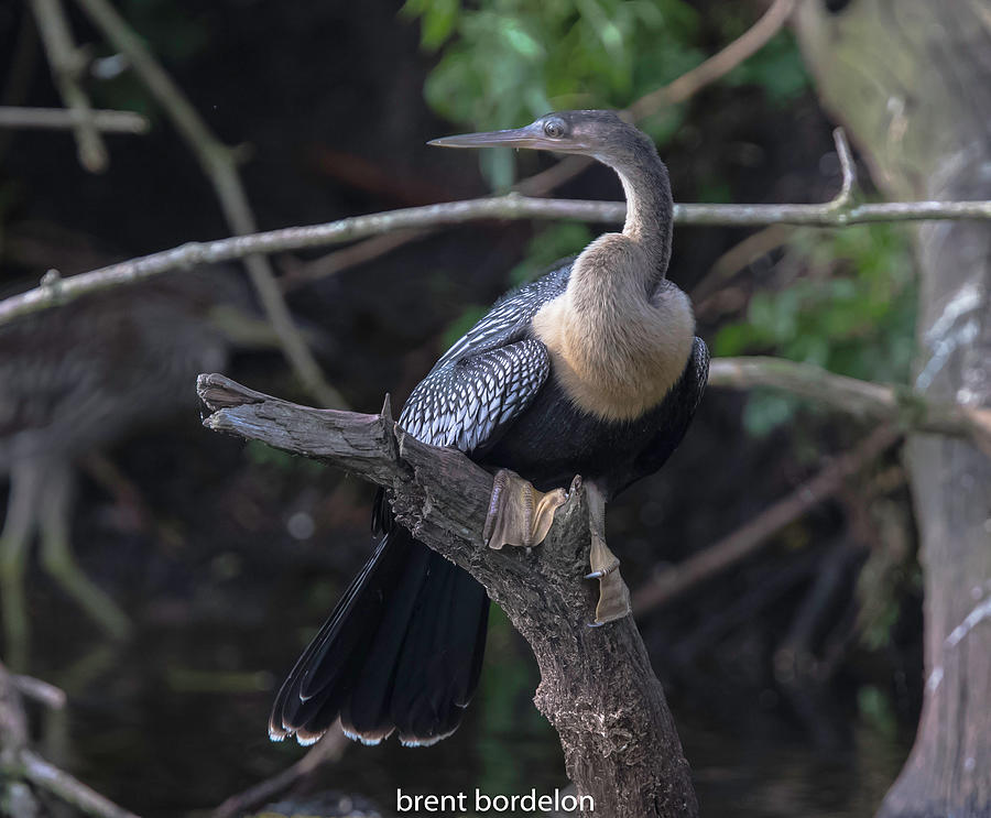 Anhinga 4618 Photograph by Brent Bordelon - Fine Art America