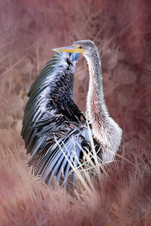 Anhinga 50b By Sally Fuller