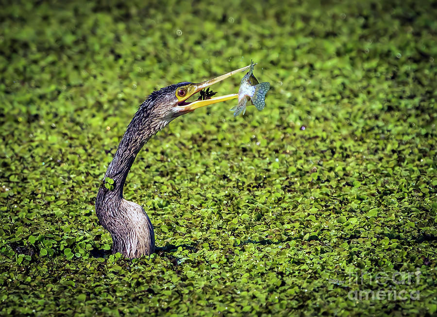 Anhinga - A Master Fisherbird Photograph by DB Hayes
