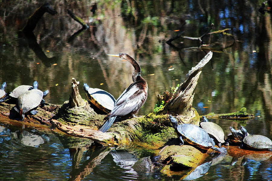 Anhinga And Turtles On Log Photograph by Cynthia Guinn