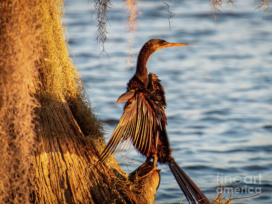 Anhinga Captured in the Golden Colors of the Morning Sun Photograph by Philip And Robbie Bracco