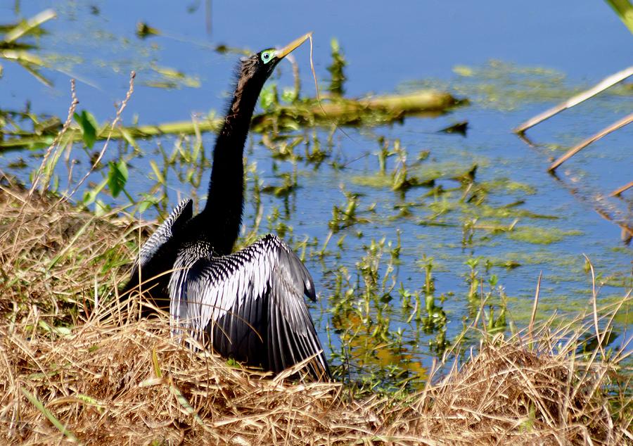 Gainesville Photograph - Anhinga Color  by Warren Thompson