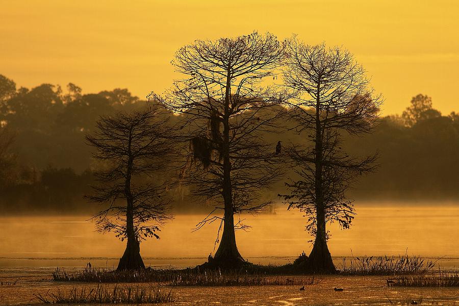 Anhinga Cypress Photograph by Paul Rebmann