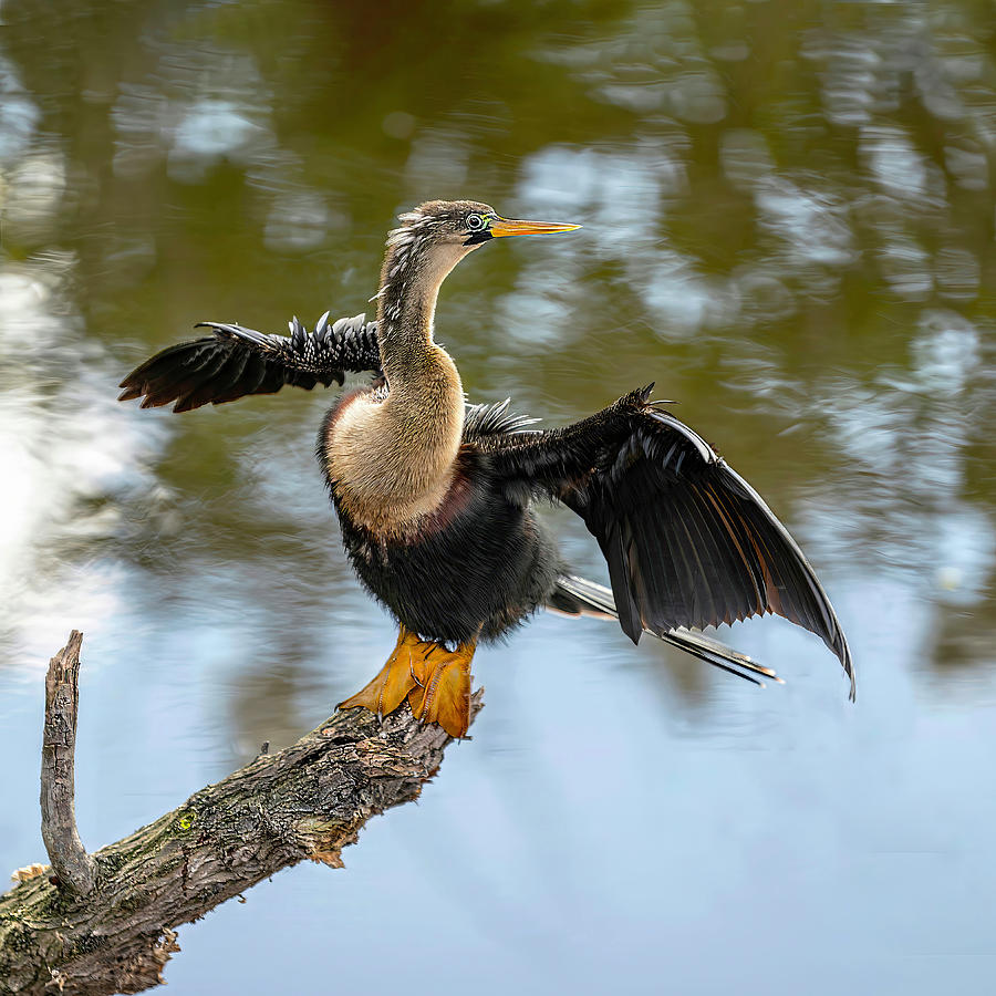 Anhinga Doing what They Do Photograph by Gordon Ripley