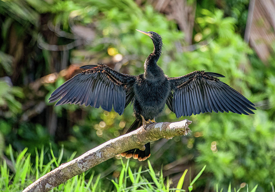 Anhinga Drying Her Wings, Costa Rica Photograph by Marcy Wielfaert