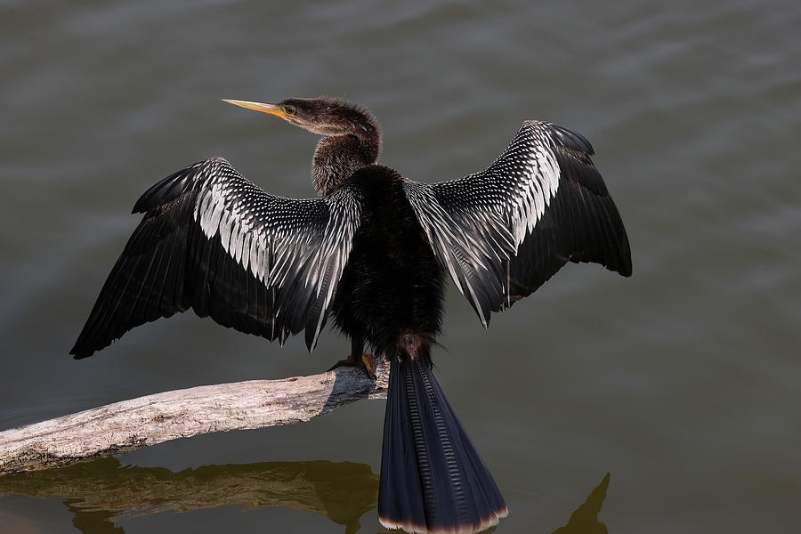 Anhinga Drying Its Feathers Photograph by Mingming Jiang