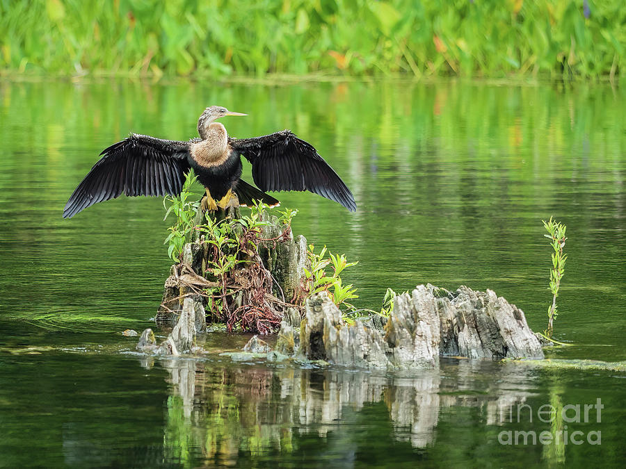 Anhinga drying its feathers Photograph by Scott and Dixie Wiley
