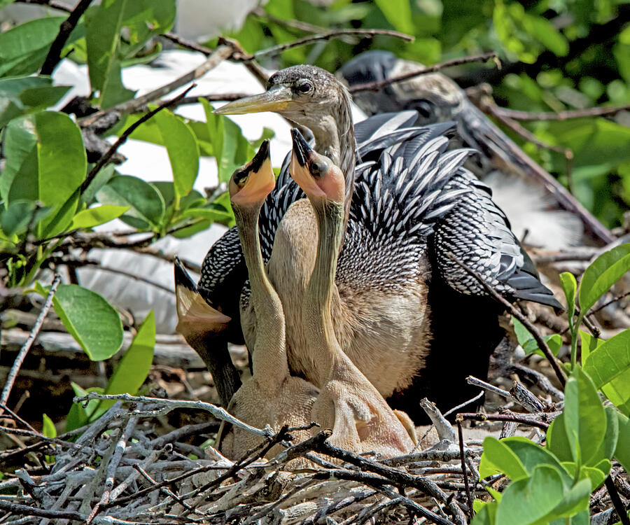 Anhinga Family 3842 Photograph by Matthew Lerman - Fine Art America