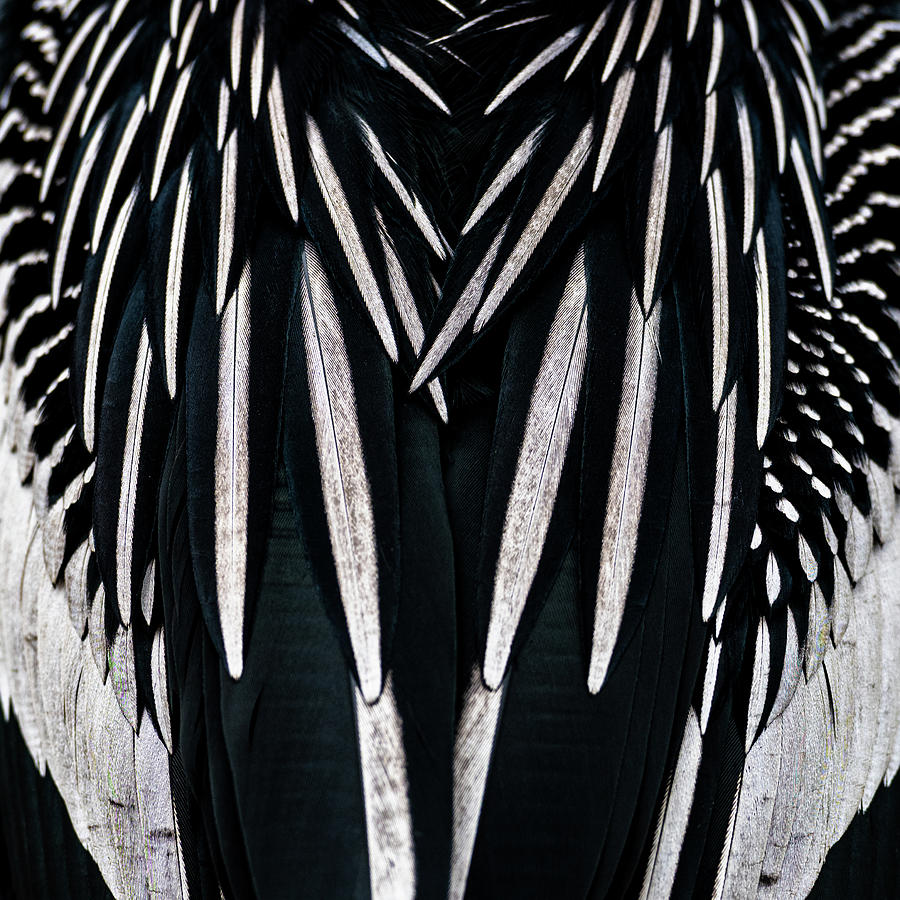 Anhinga Feathers Photograph by Kelly VanDellen