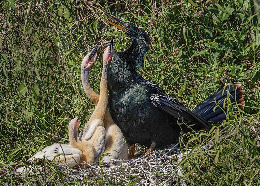 Anhinga Feeding Its Chicks Photograph