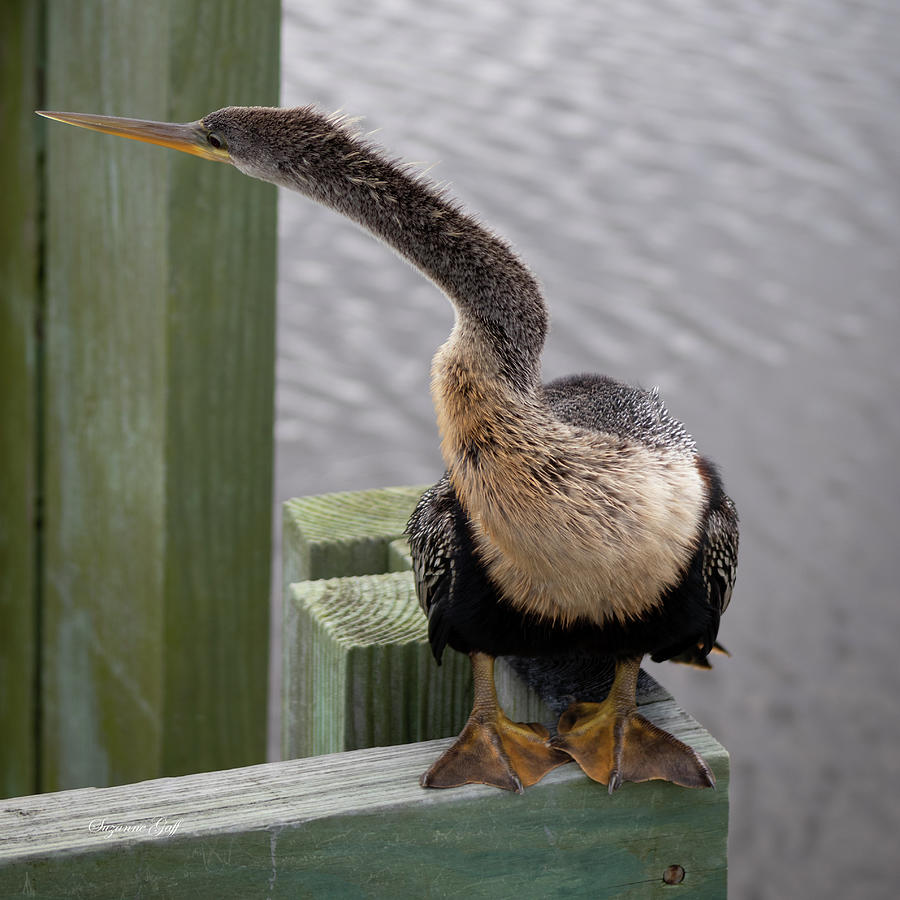 Anhinga II Squared Photograph by Suzanne Gaff