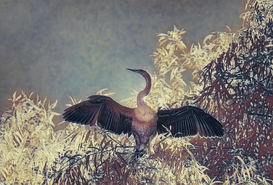 Anhinga in Infrared Photograph by Gordon Ripley