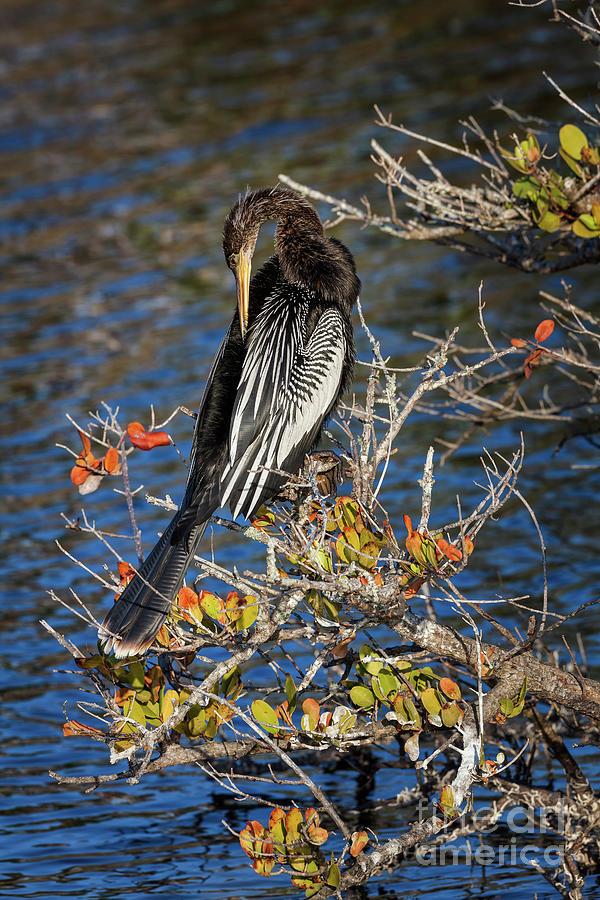 Anhinga in Mangroves 1 Photograph by Maria Struss Photography