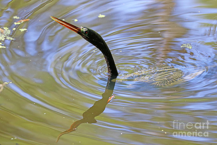 Anhinga in Water 1145 Photograph by Jack Schultz