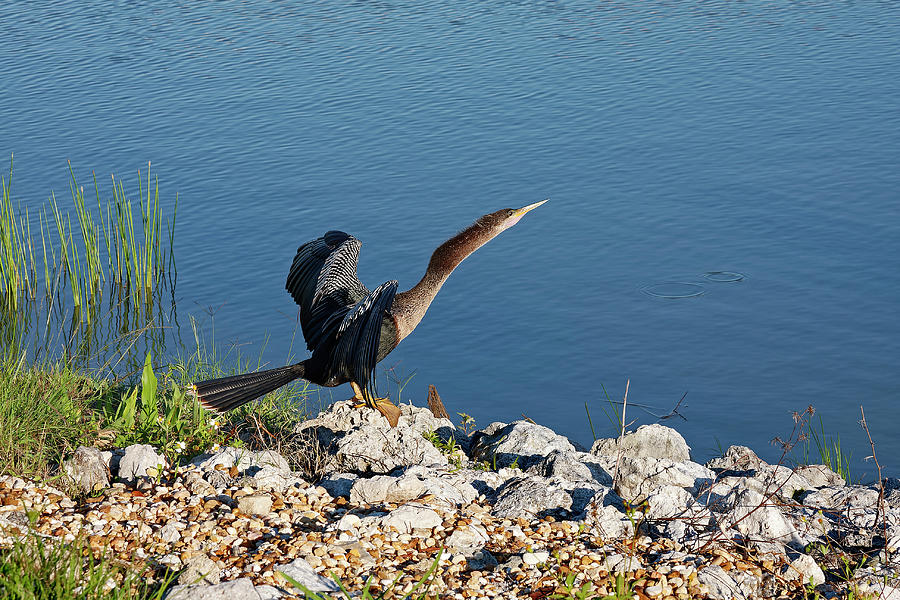 Anhinga Just Landed Photograph by Sally Weigand