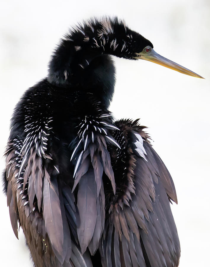 Anhinga Meditation Photograph By Rebecca Obrien - Fine Art America