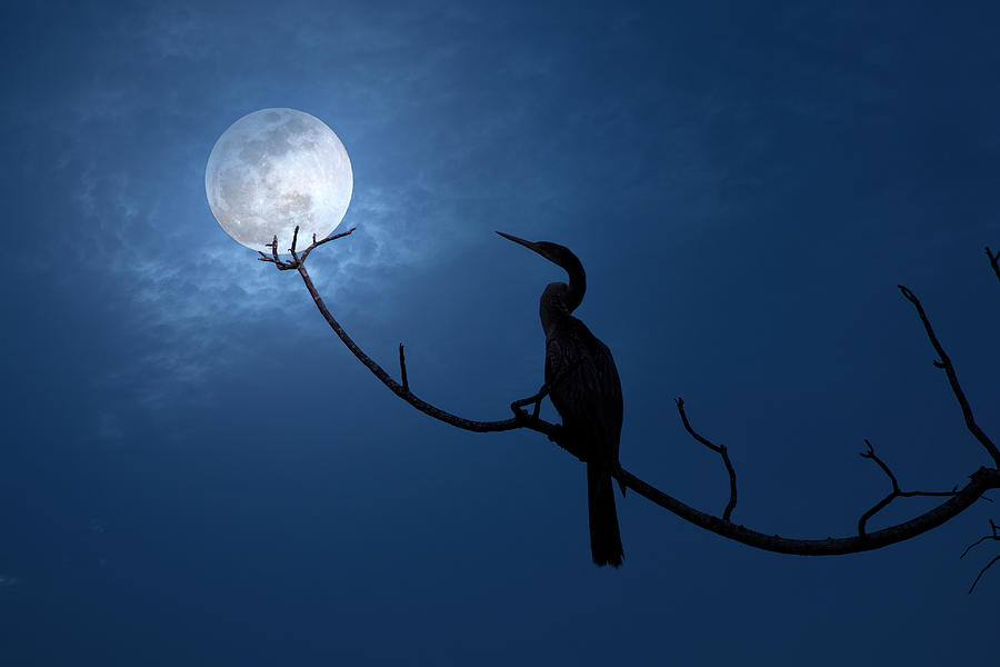 Anhinga Moon Photograph by Mark Andrew Thomas