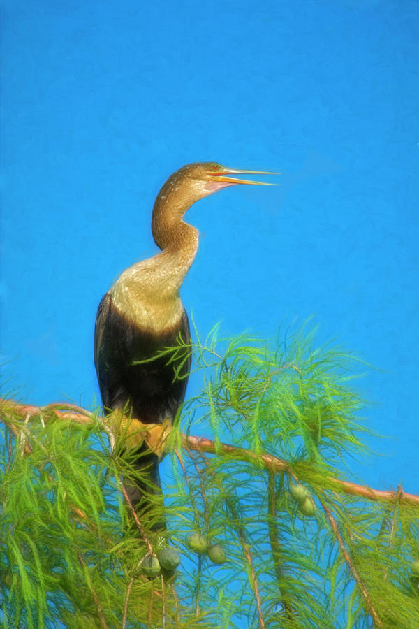 Anhinga on a Cypress Branch - Painting Photograph by Mitch Spence