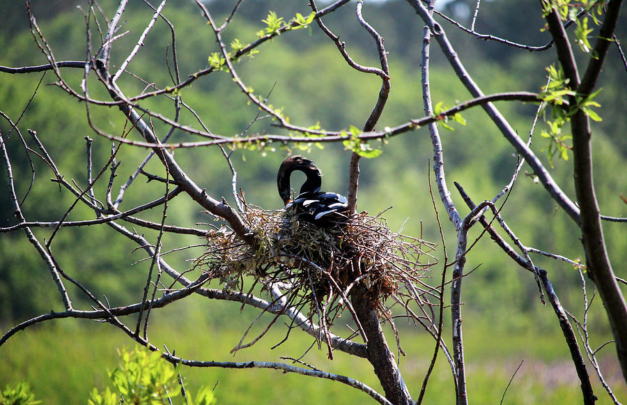 Anhinga On Nest Photograph by Cynthia Guinn