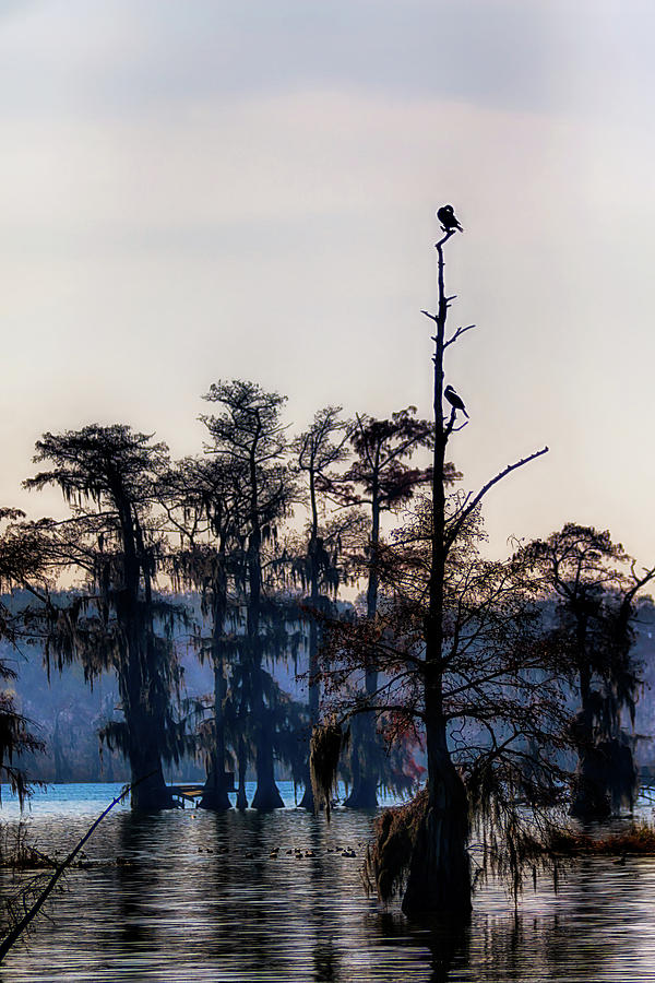 Anhinga on the Bayou Photograph by Susan Rissi Tregoning