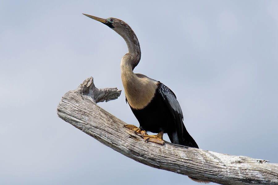 Anhinga Perched Photograph by Lonnie Wooten - Fine Art America