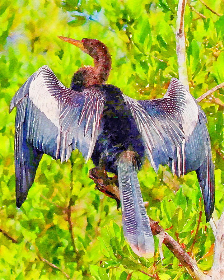 Anhinga Portrait Watercolor Mixed Media by Susan Rydberg