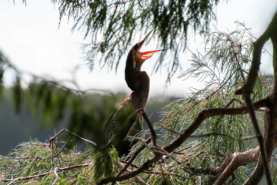 Anhinga Protecting Its Nest Photograph by Philip And Robbie Bracco