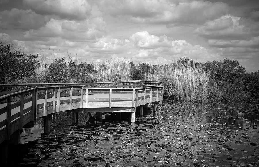 Anhinga Trail Boardwalk-1 Everglades, Florida Photograph by Rudy Umans