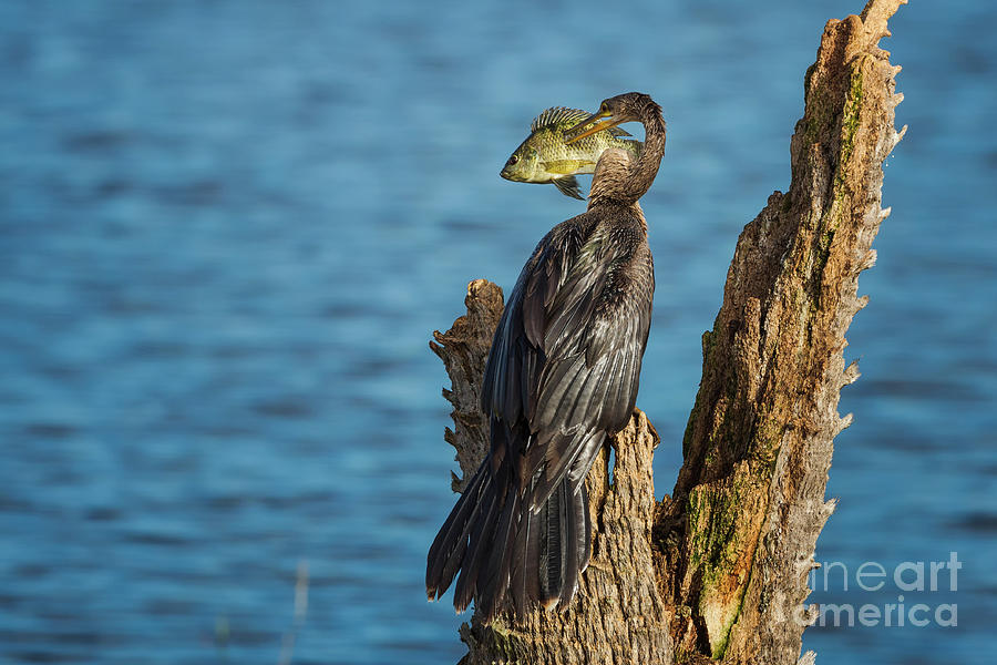 Anhinga with Fish 19 Photograph by Maria Struss Photography