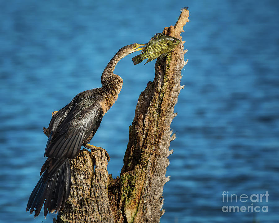 Anhinga with Fish 34 Photograph by Maria Struss Photography